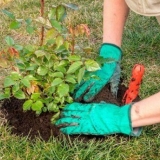 Da li je moguće presaditi ruže ljeti tokom cvatnje